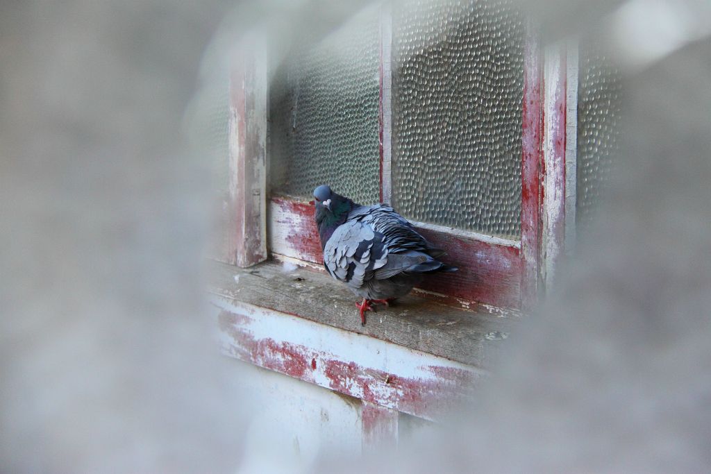 Pidgeon through a broken window at abandoned orphanage, Goulburn Australia